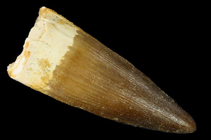 Nice, Spinosaurus Tooth - Real Dinosaur Tooth #154003